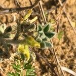 Medicago marina flower picture by Diego Alex (cc-by-sa)