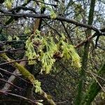 Acer opalus flower picture by Robert Lequeux (cc-by-sa)