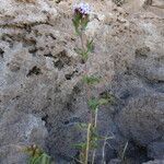 Stevia chamaedrys habit picture by Fabien Anthelme (cc-by-sa)