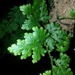 Selaginella willdenowii leaf picture by Shata Juangsar (cc-by-sa)