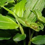 Tradescantia poelliae leaf picture by Nelson Zamora Villalobos (cc-by-nc)
