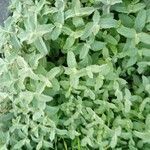 Nepeta racemosa leaf picture by nevf (cc-by-sa)