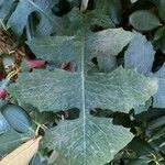 Lactuca biennis leaf picture by Skylar Austin (cc-by-sa)