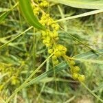 Acacia saligna fruit picture by ofirmgr (cc-by-sa)