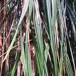Pandanus urophyllus leaf picture by Dieter Albrecht (cc-by-sa)