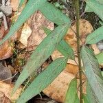 Asclepias nivea leaf picture by Trap Hers (cc-by-sa)