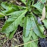 Helminthotheca echioides leaf picture by supersloot samuele (cc-by-sa)