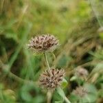 Trifolium striatum flower picture by Vectis Nunsuch (cc-by-sa)