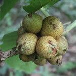 Pentagonia costaricensis fruit picture by Nelson Zamora Villalobos (cc-by-nc)