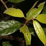 Ocotea atlantica leaf picture by Nelson Zamora Villalobos (cc-by-nc)