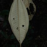 Miconia acuminata leaf picture by Lisa Moreno (cc-by-sa)