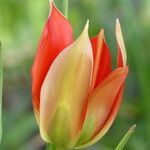 Tulipa agenensis flower picture by francois tissot (cc-by-sa)