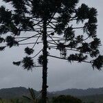 Araucaria angustifolia leaf picture by Rodrigo Fernandes (cc-by-sa)
