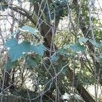 Vitis vinifera habit picture by Maxime Dépinoy (cc-by-sa)