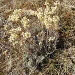 Helichrysum stoechas habit picture by Alain Bigou (cc-by-sa)