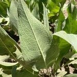 Balsamorhiza sagittata leaf picture by Valerie Dynda (cc-by-sa)