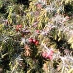 Juniperus oxycedrus flower picture by Soler Moneva Eduardo (cc-by-sa)