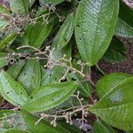 Miconia multispicata habit picture by Nelson Zamora Villalobos (cc-by-nc)