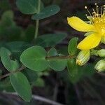 Hypericum hirsutum habit picture by jeclerencia (cc-by-sa)