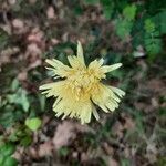 Crepis albida flower picture by Erick Jasnault (cc-by-sa)