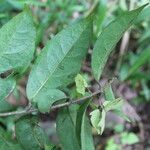 Carolus sinemariensis leaf picture by Nelson Zamora Villalobos (cc-by-nc)
