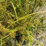 Cyperus odoratus leaf picture by casey manera (cc-by-sa)