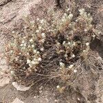 Chersodoma candida habit picture by Fabien Anthelme (cc-by-sa)