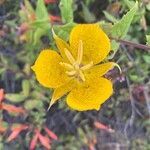 Calochortus weedii flower picture by Douglas￼ Bachman (cc-by-sa)