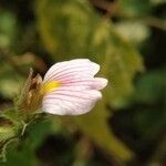 Blepharis maderaspatensis flower picture by Jagadeeswaran Kannan (cc-by-sa)