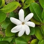 Gardenia taitensis flower picture by Daniel PEDRINIS (cc-by-sa)
