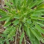 Anthyllis vulneraria leaf picture by soffie (cc-by-sa)