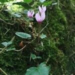 Cyclamen purpurascens flower picture by Alfons Krismann (cc-by-sa)