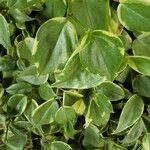Peperomia serpens leaf picture by santos Suely (cc-by-sa)