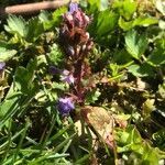 Glechoma hederacea habit picture by Michaela Šimková (cc-by-sa)