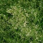 Galium aristatum flower picture by Mazzucato Filippo (cc-by-sa)