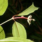 Miconia lateriflora flower picture by Nelson Zamora Villalobos (cc-by-nc)
