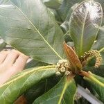 Terminalia catappa flower picture by Augustin Soulard (cc-by-sa)
