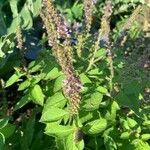 Ocimum basilicum flower picture by marcea lewis (cc-by-sa)