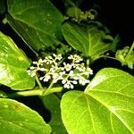 Cissus verticillata flower picture by dominici canela osvaldodom (cc-by-sa)