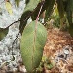 Eucalyptus caesia leaf picture by Mazing A (cc-by-sa)