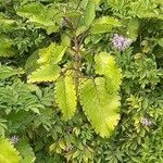 Kalanchoe pinnata habit picture by Luc Jean (cc-by-sa)