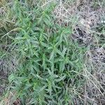 Cistus monspeliensis habit picture by Justin Rousset (cc-by-sa)
