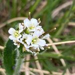 Arabis ciliata flower picture by Fabien Anthelme (cc-by-sa)