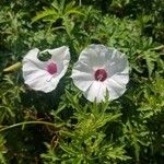 Convolvulus equitans flower picture by Sally Albright (cc-by-sa)