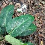 Dieffenbachia seguine leaf picture by pedrogc -- (cc-by-sa)