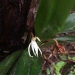 Jumellea triquetra flower picture by Hugo SANTACREU (cc-by-sa)