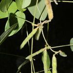 Calopogonium galactioides fruit picture by Nelson Zamora Villalobos (cc-by-nc)