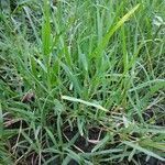 Panicum repens leaf picture by suriya naorem (cc-by-sa)