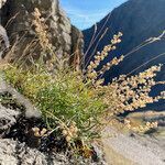 Reseda glauca habit picture by Fabien Anthelme (cc-by-sa)