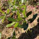 Quercus geminata leaf picture by Taylor Shook (cc-by-sa)